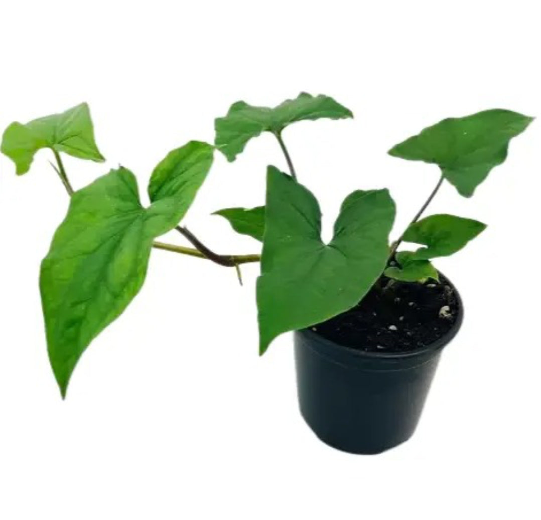 Syngonium Podophyllum -Green Arrow plant Good