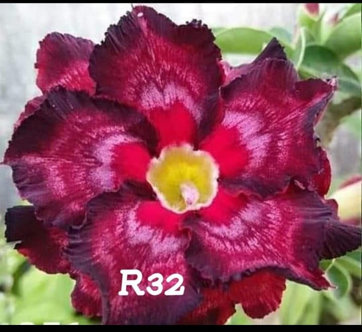 Adenium plant (desert rose) dark red light pink circle yellow colour flower