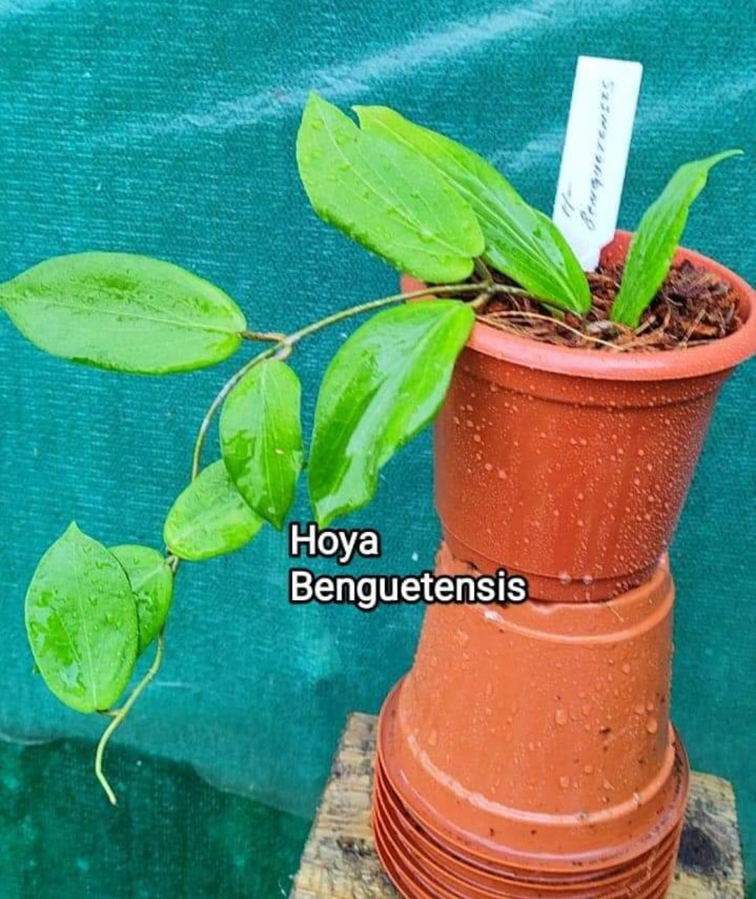 Hoya Benguetensis