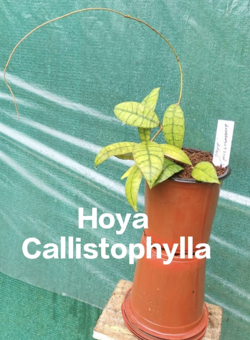 Hoya Callistophylla