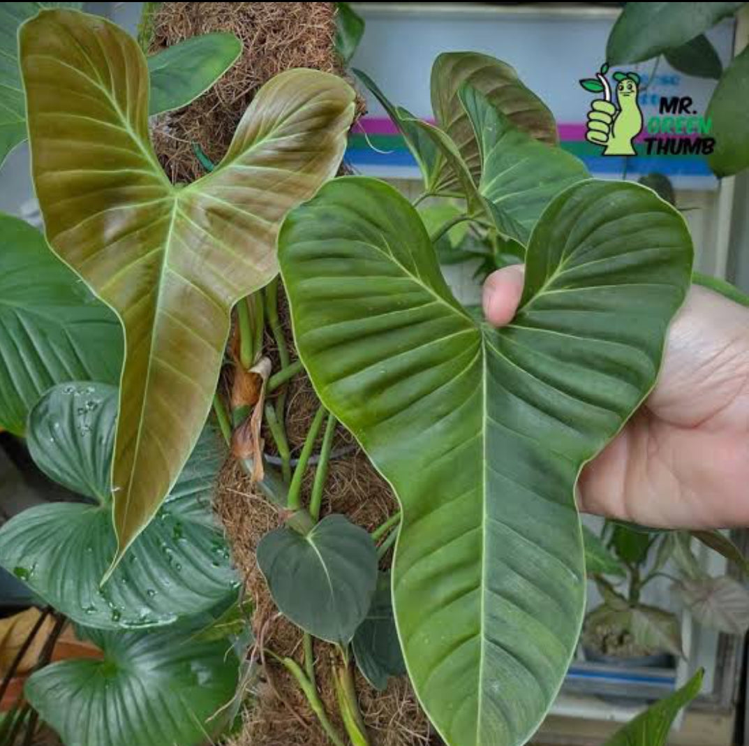 lupinum philodendron Philodendron Lupinum Mature Plant (Semishade) – ASHIYANA STORE