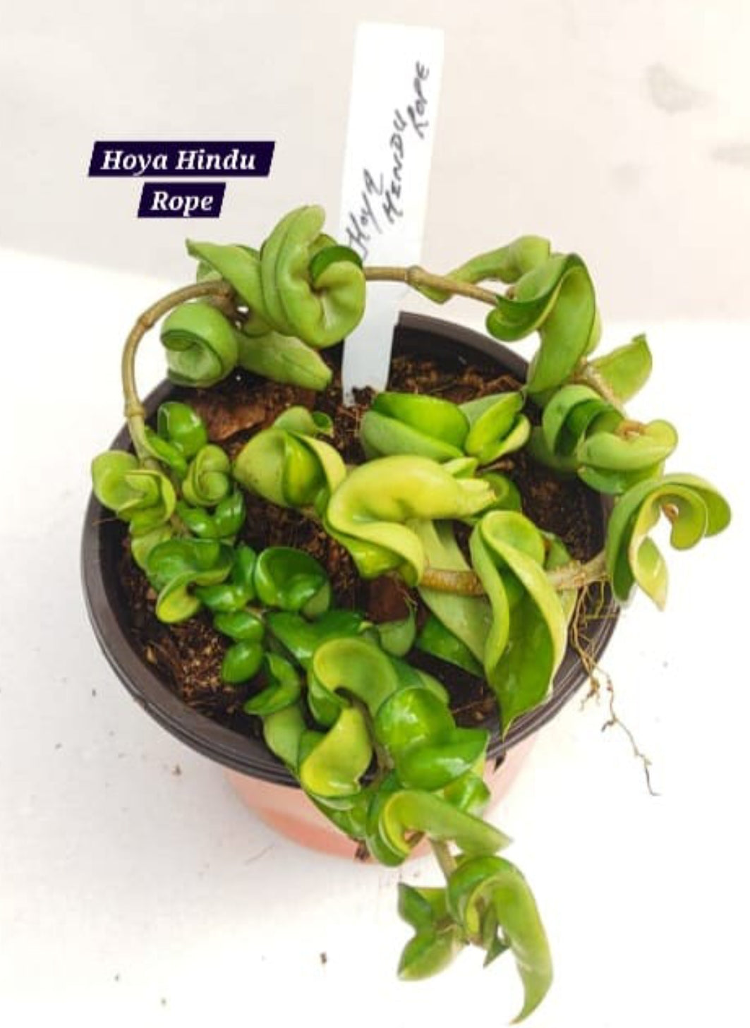 Hoya Hindu Rope