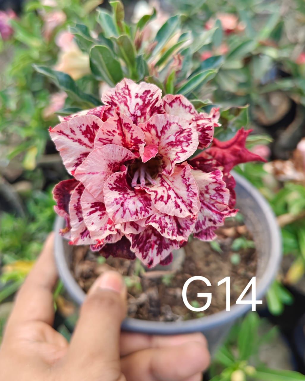 Adenium plant (desert rose) white pink stripe colour flower