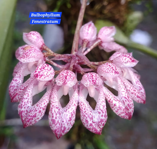 Bulbophyllum Fenestratum