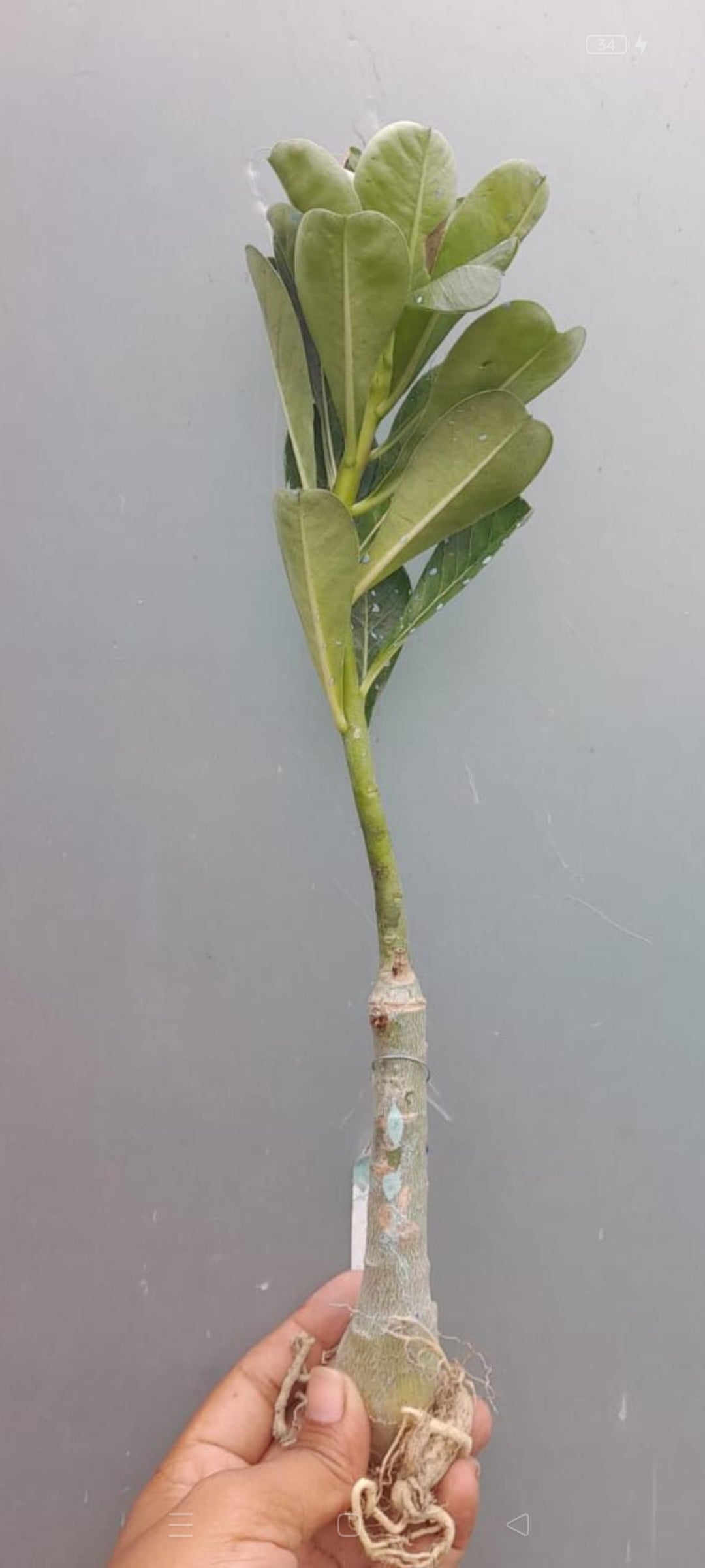 Adenium  white red 8
