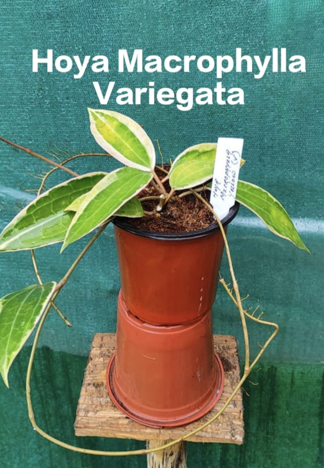Hoya Macrophylla Variegata