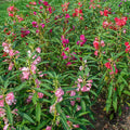 Balsam landscaping plant