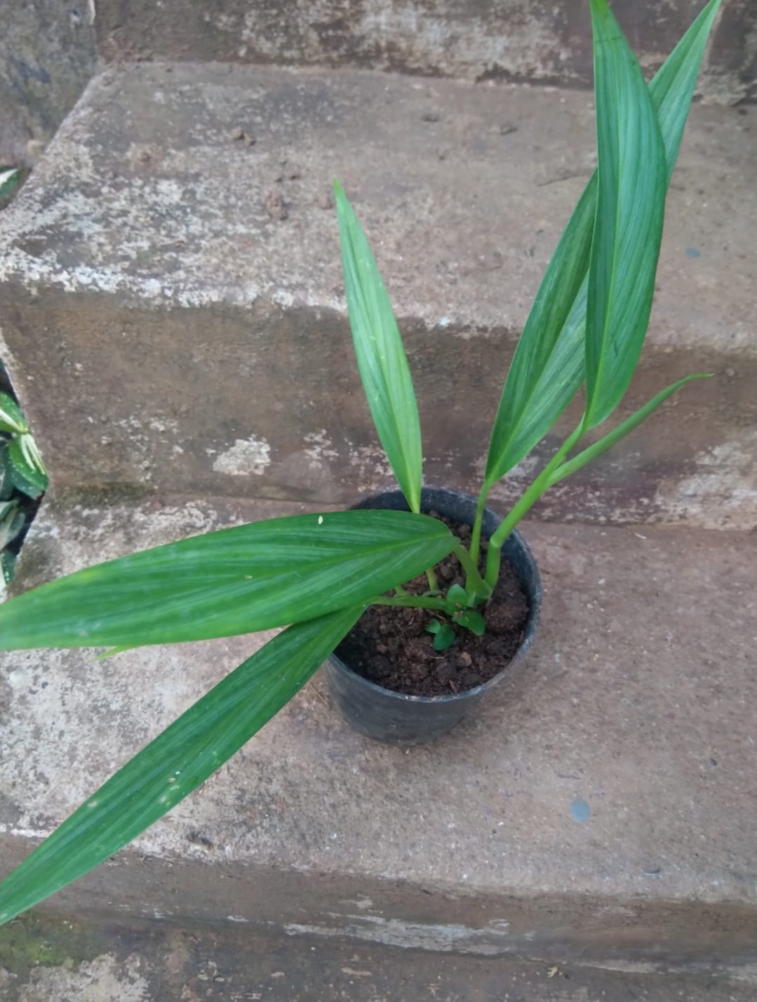 Epipremnum Amplissimum Silver (Semishade)
