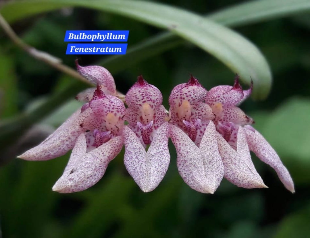 Bulbophyllum Fenestratum
