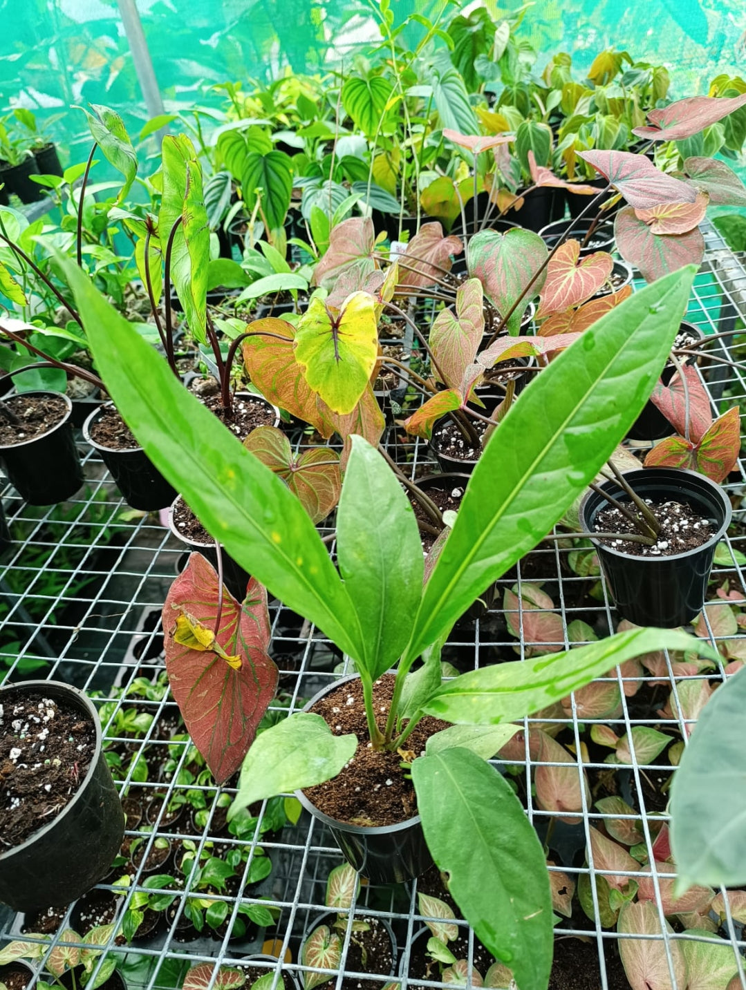 anthurium big Big Bill Anthurium Plant – ASHIYANA STORE