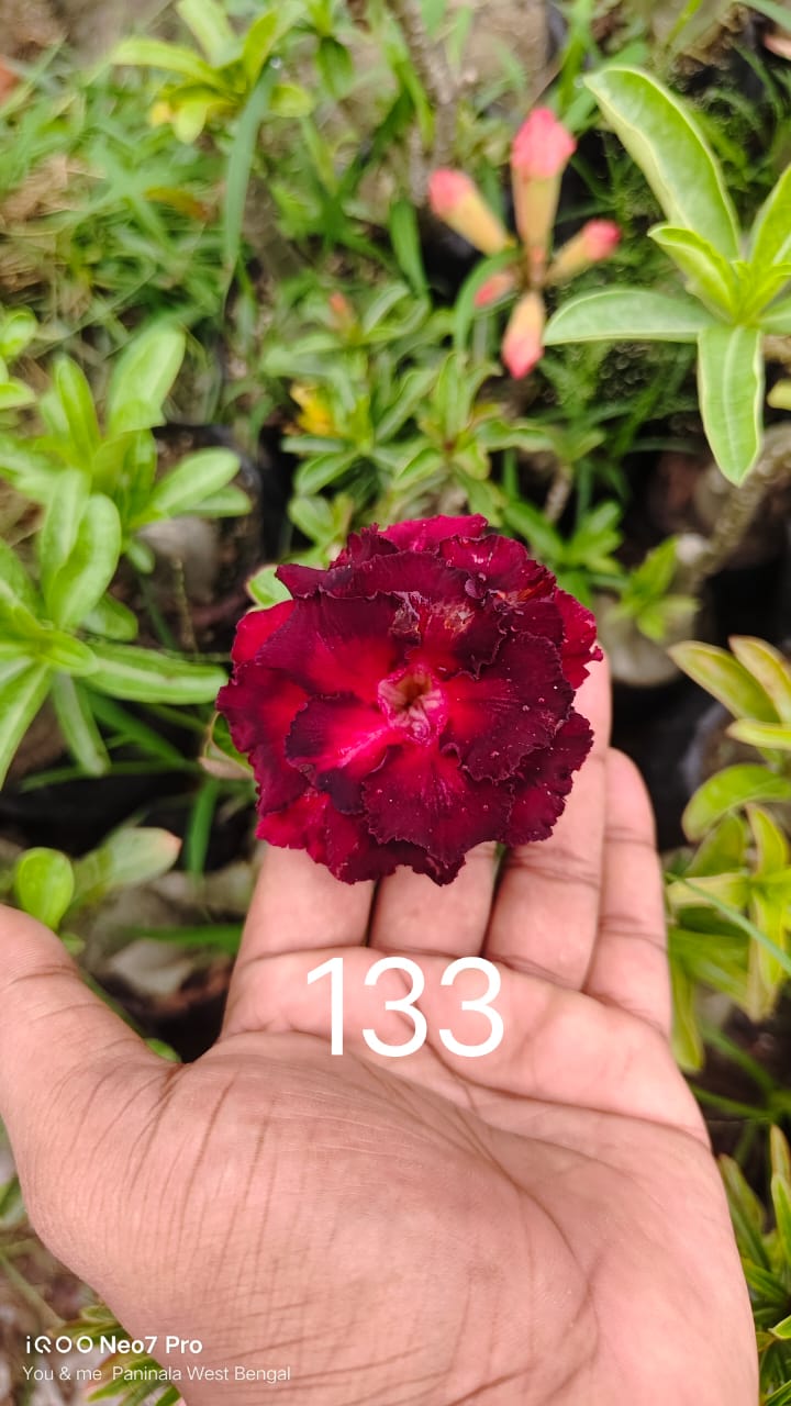Adenium plant (desert rose) dark red colour flower