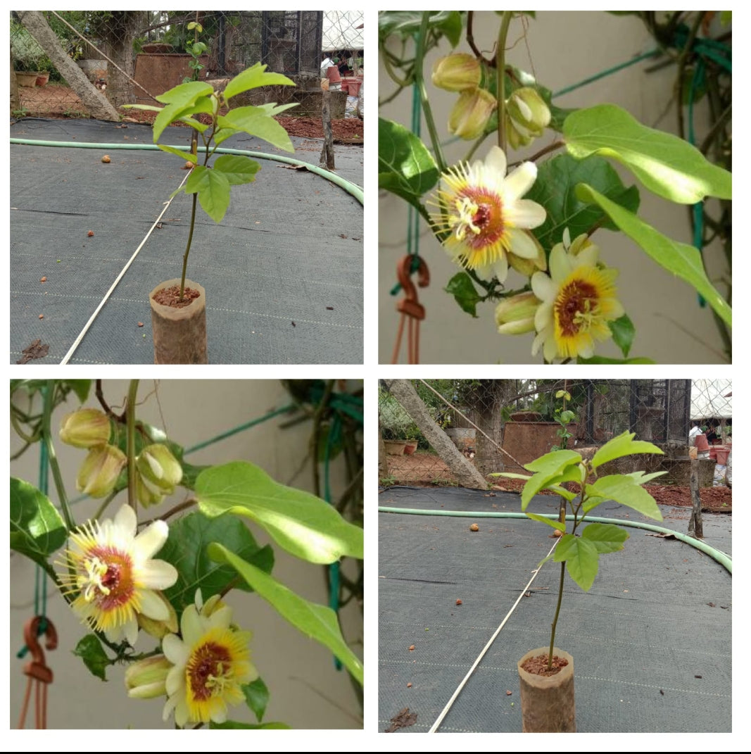 Passiflora Yellow Vine | Yellow Passion Flower Climber Plant