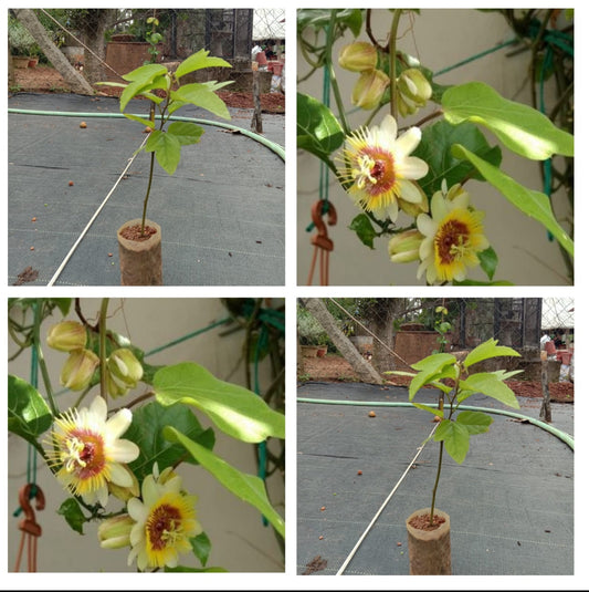 Passiflora Yellow Vine | Yellow Passion Flower Climber Plant