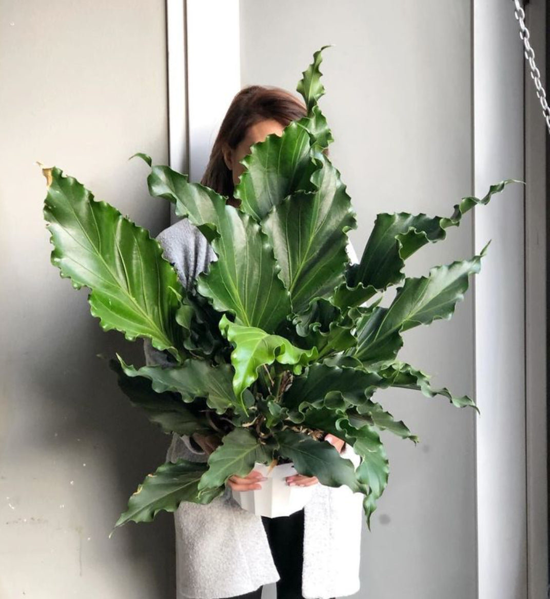 anthurium plowmanii for sale Anthurium Plowmani (Semishade) – ASHIYANA STORE