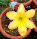 King Ransom rare Rain Lily bulb