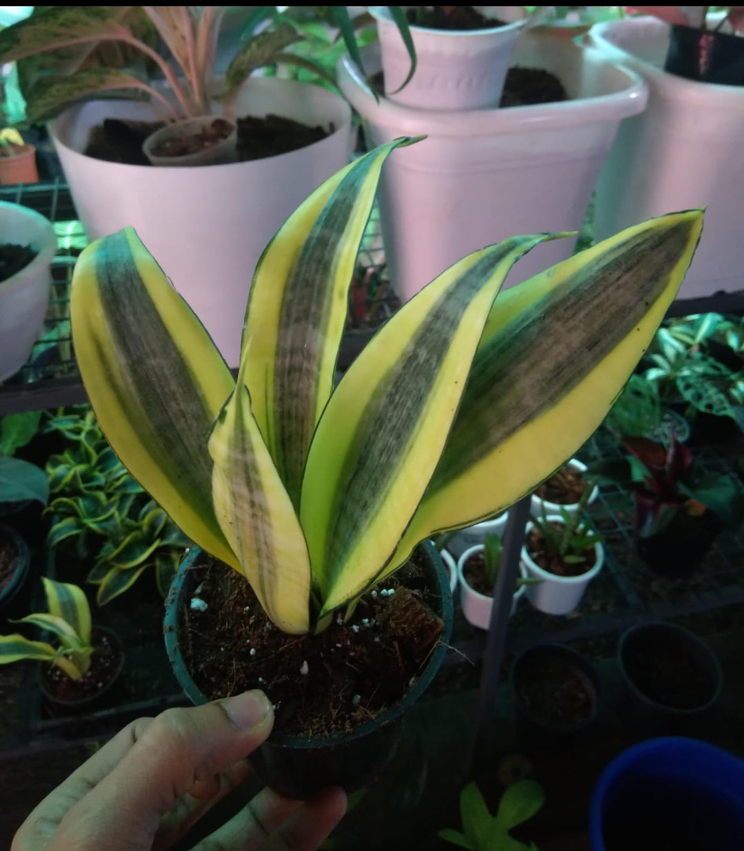 Sensevieria Gold Dust