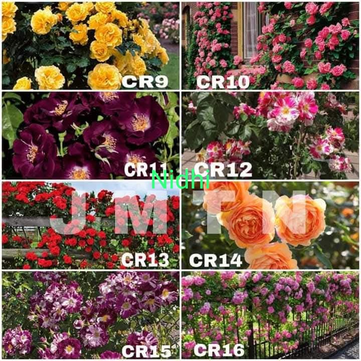 Climbing rose plant