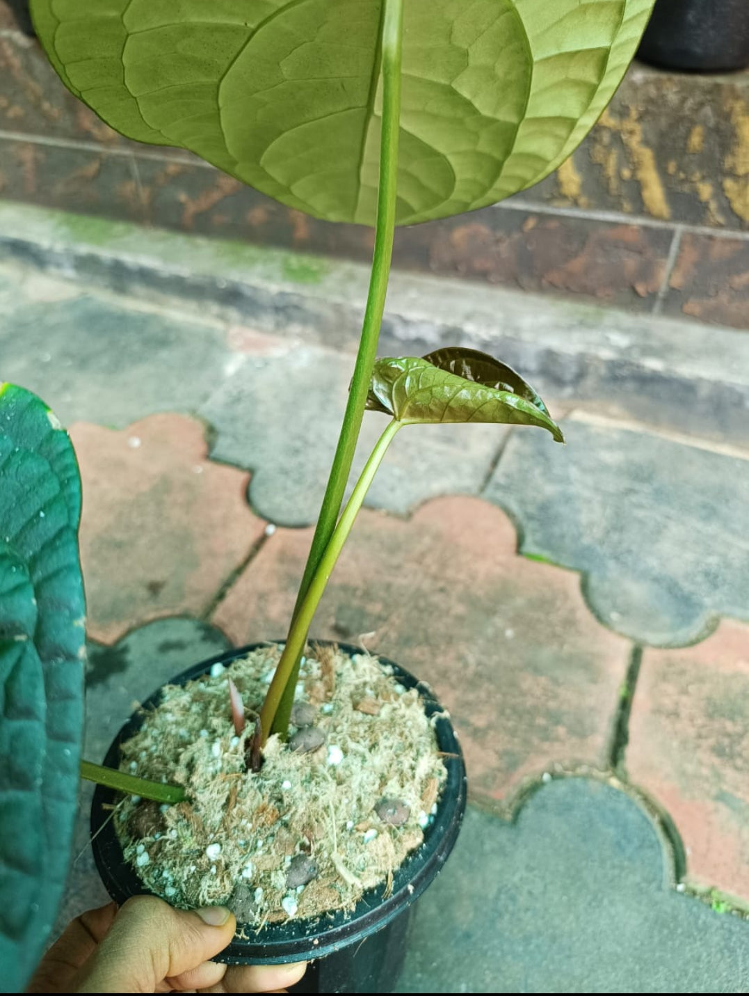 Anthurium David Portilla Plant