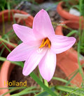 Holland rare Rain Lily bulb