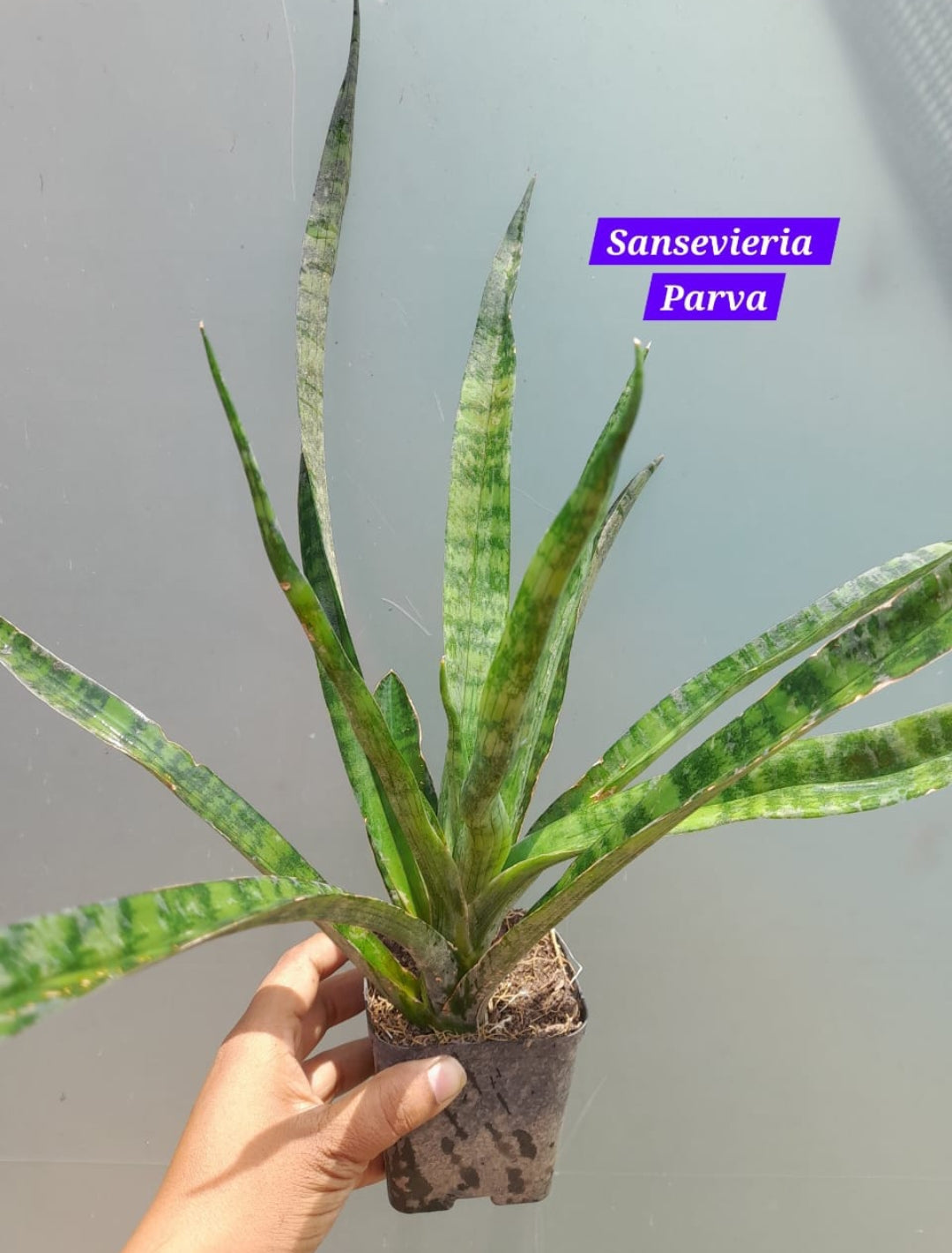 parva sansevieria Sansevieria Parva – ASHIYANA STORE