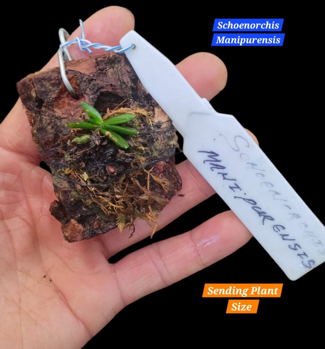Schoenorchis Manipurensis miniature orchid