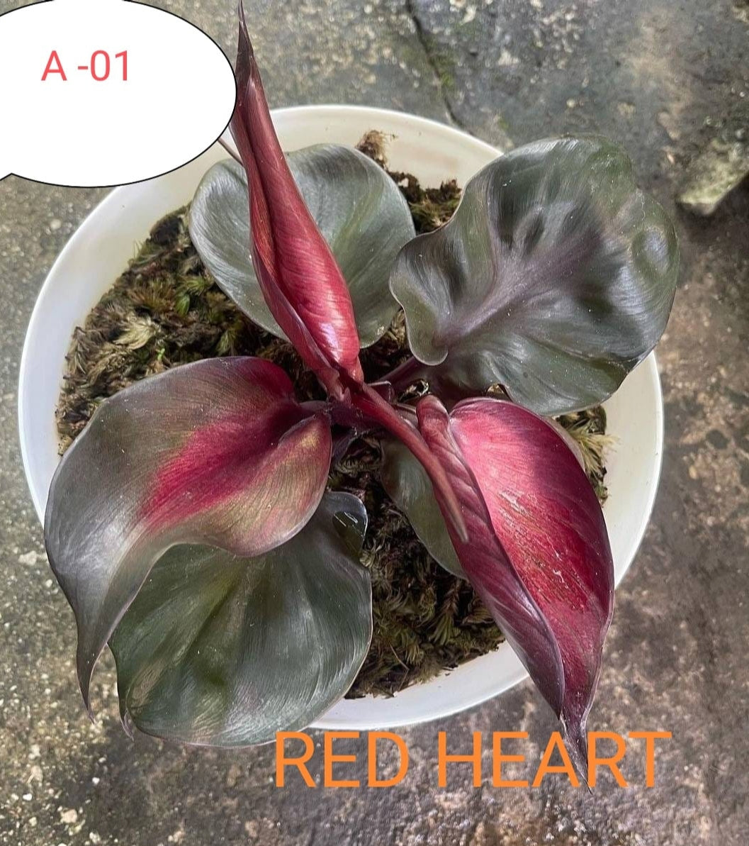 red heart leaf philodendron Philodendron Red heart plant – ASHIYANA STORE