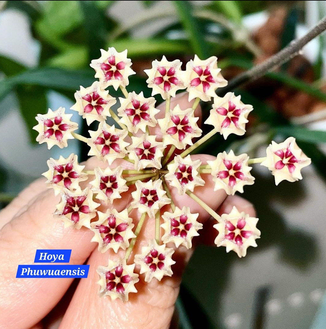 Hoya Phuwuaensis ASHIYANA STORE hoya-phuwuaensis-ashiyana-store