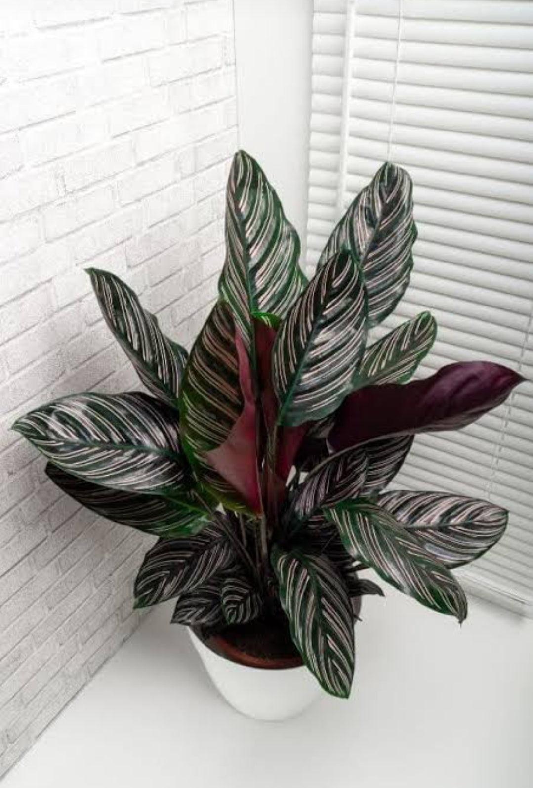 Pin Stripe Calathea Plant