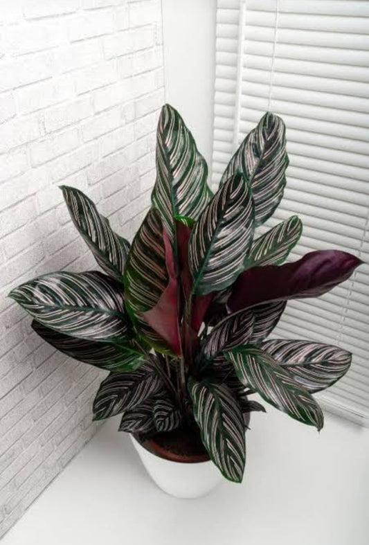 Pin Stripe Calathea Plant