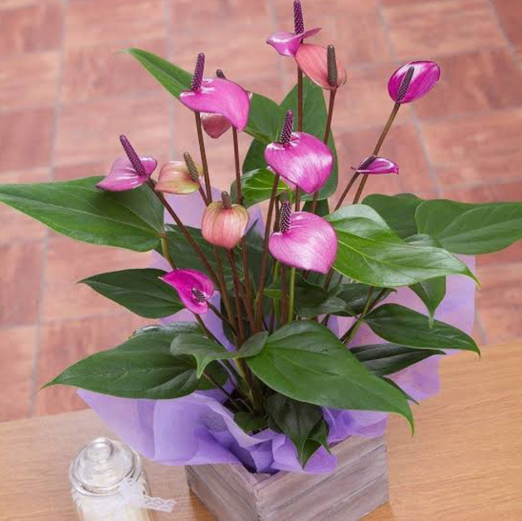 anthurium violet Anthurium Violet (Semishade plant)/indoor plant for home/low maintenan – ASHIYANA STORE