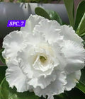 Adinium white 7