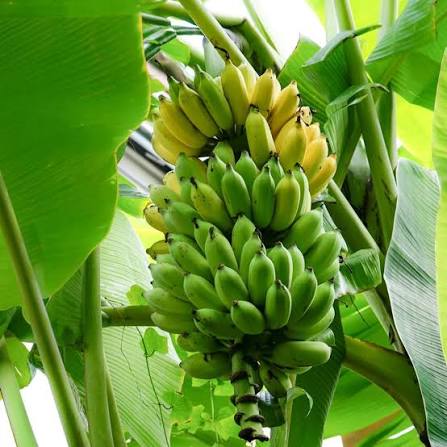 Karpurvalli banana fruit plant|traditional banana varieties