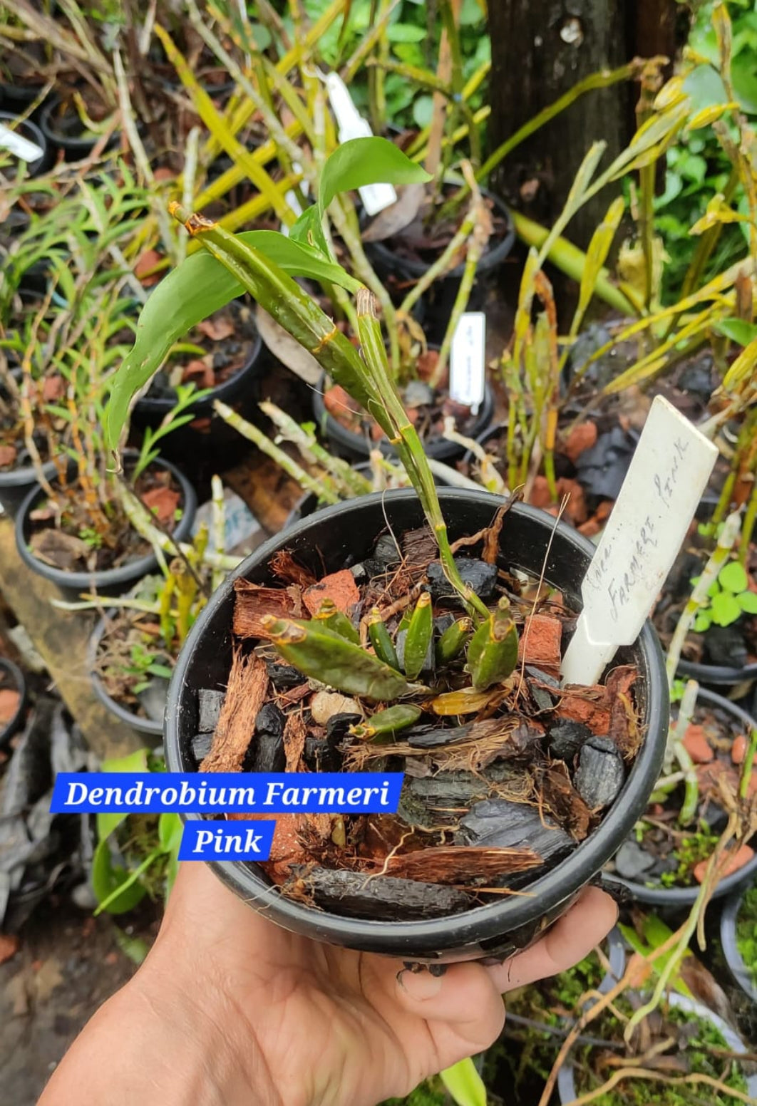 Dendrobium Farmeri Pink
