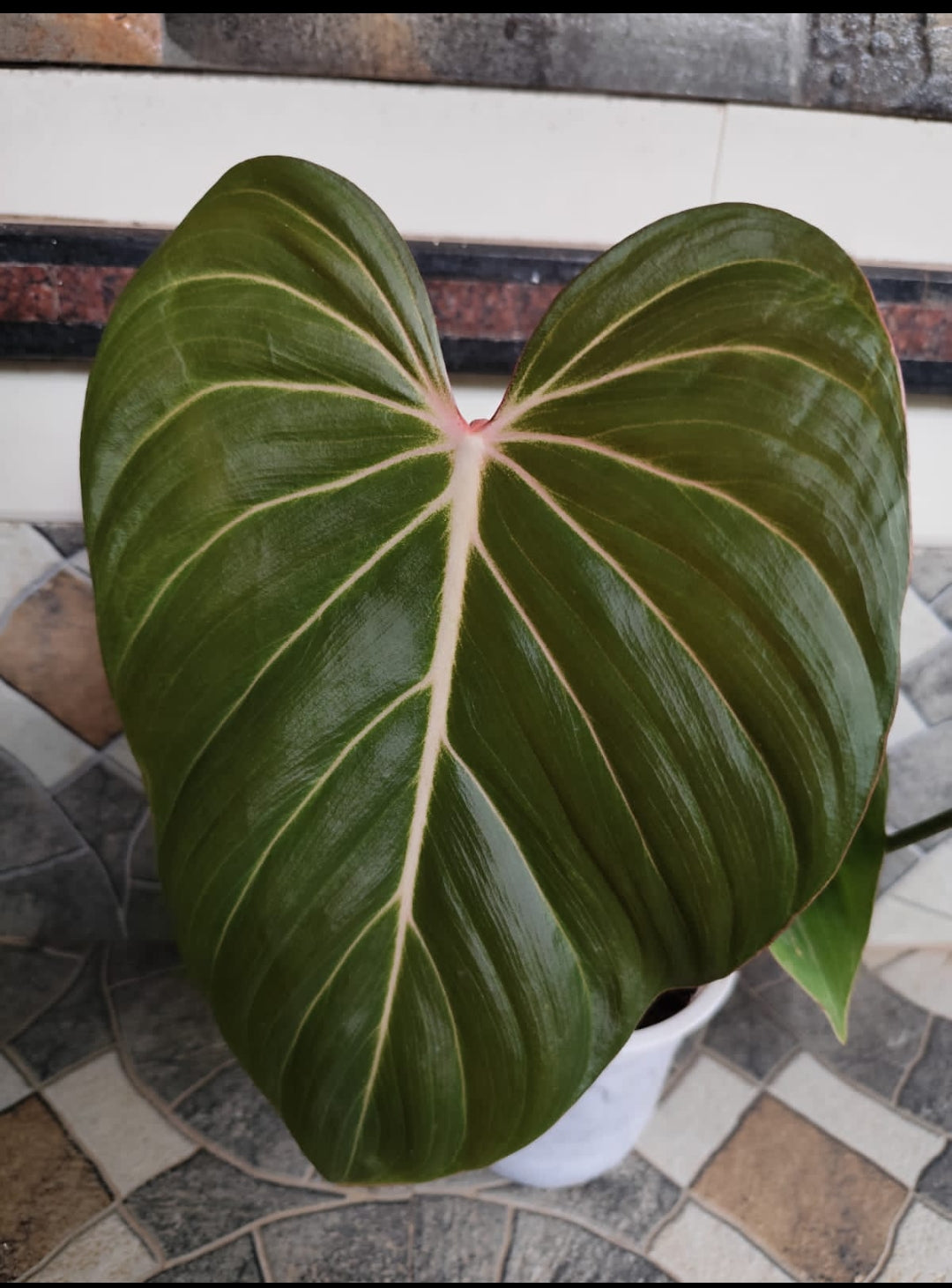 philodendron pink glory Philodendron Pink Glory – ASHIYANA STORE