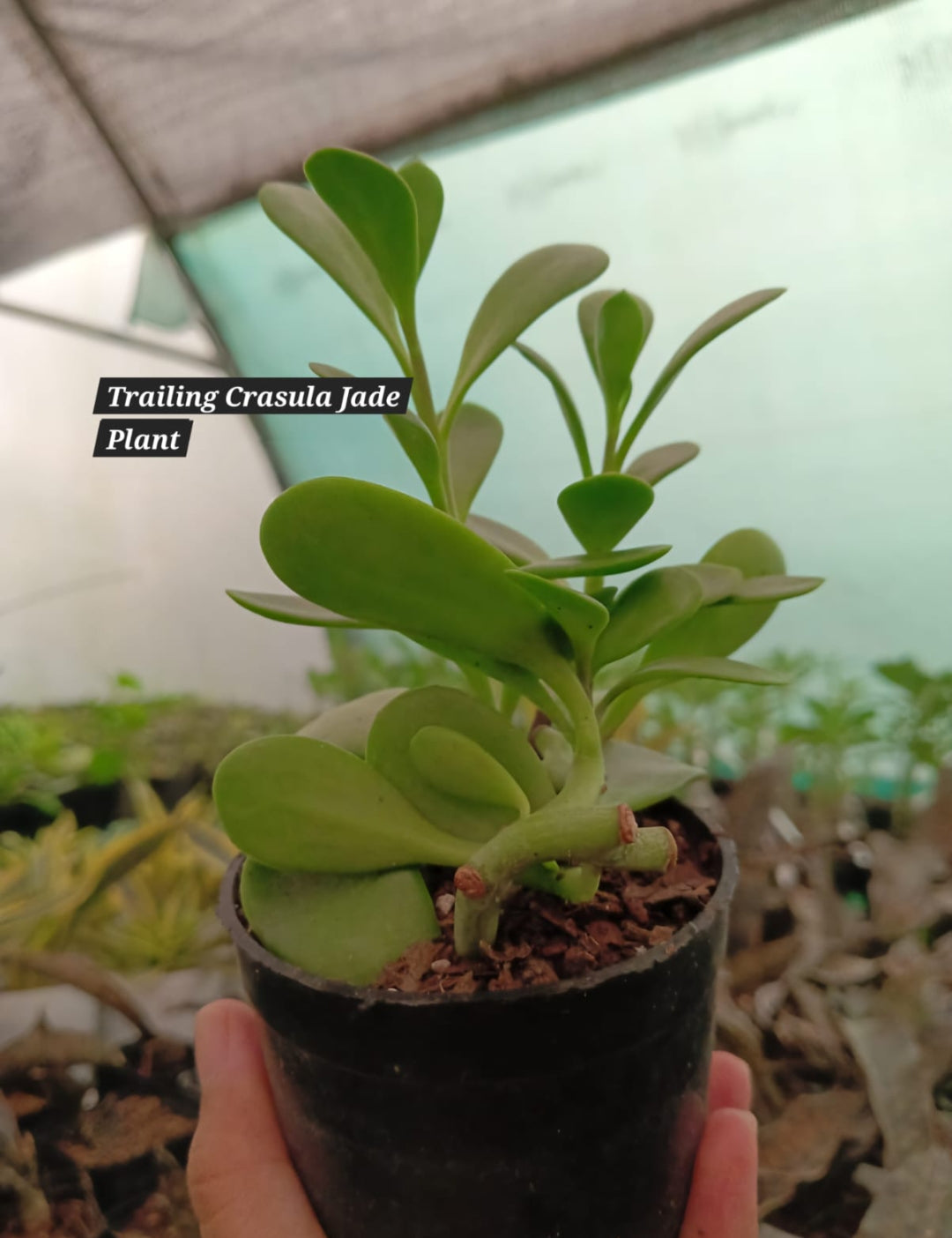 Trailing crassula Jade plant (Pack of 2)