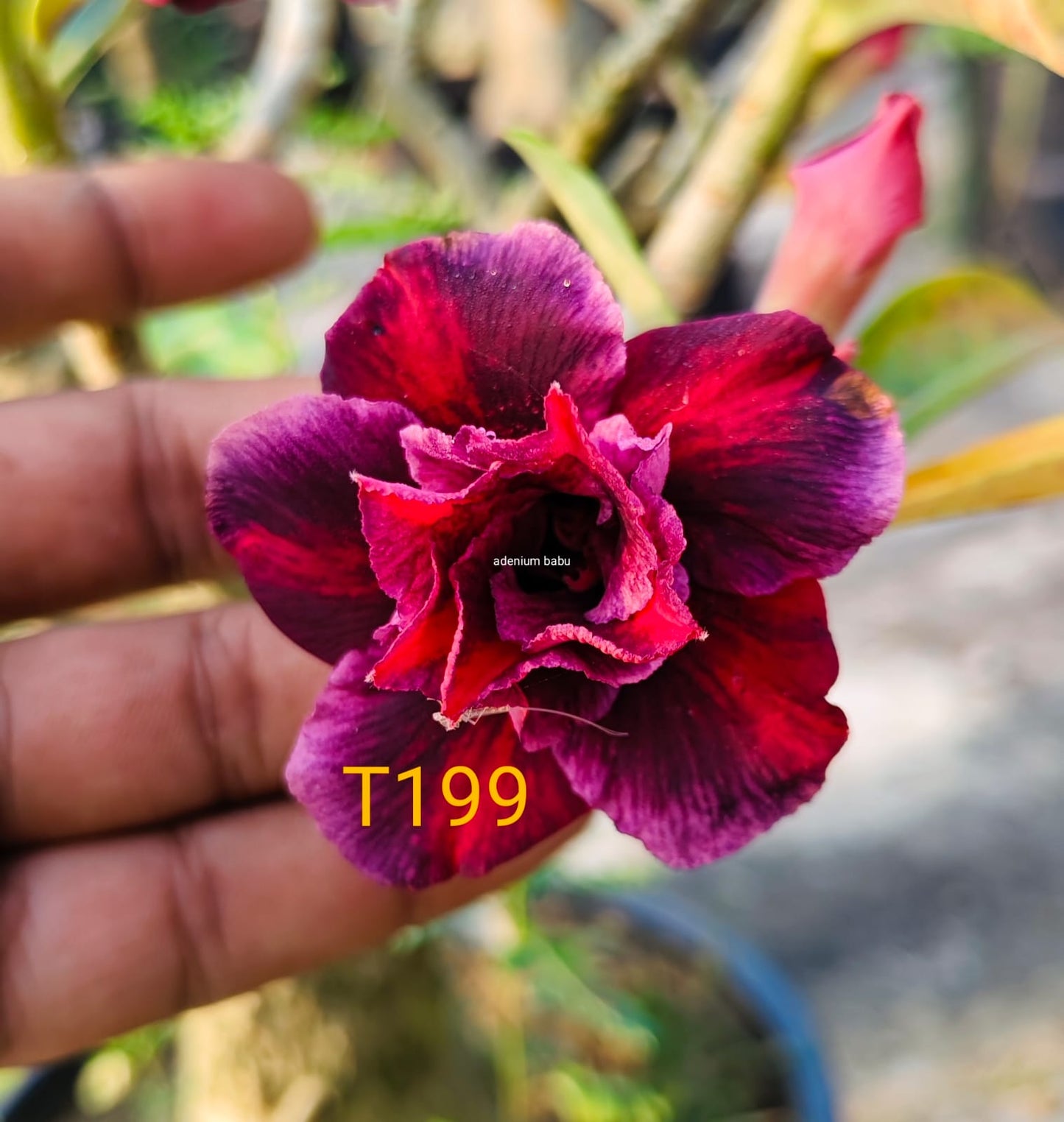 Adenium plant (desert rose) light red violet mix colour flower