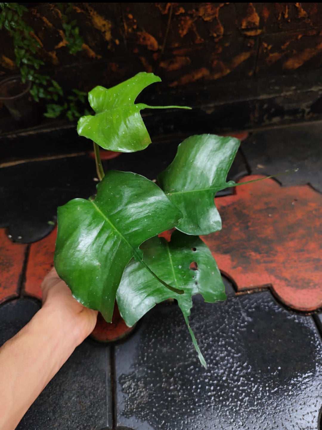 Epipremnum Skeleton Key Matured Plant (Semishade)