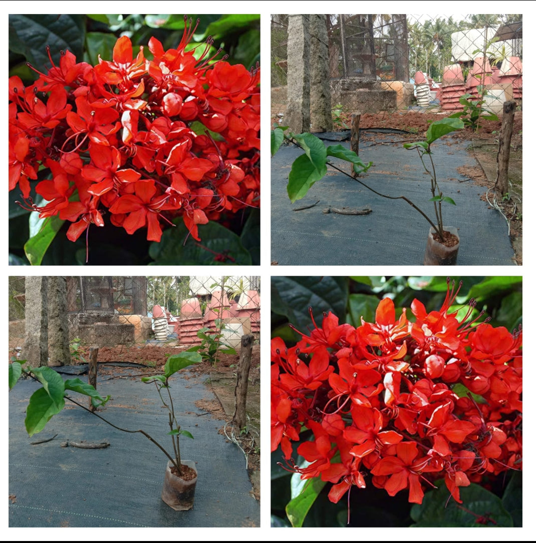 Flaming Glory Vine - Healthy Live Outdoor Plant | Ashiyana Store
