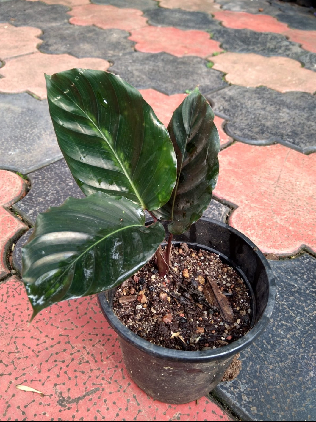 Calathea black magic