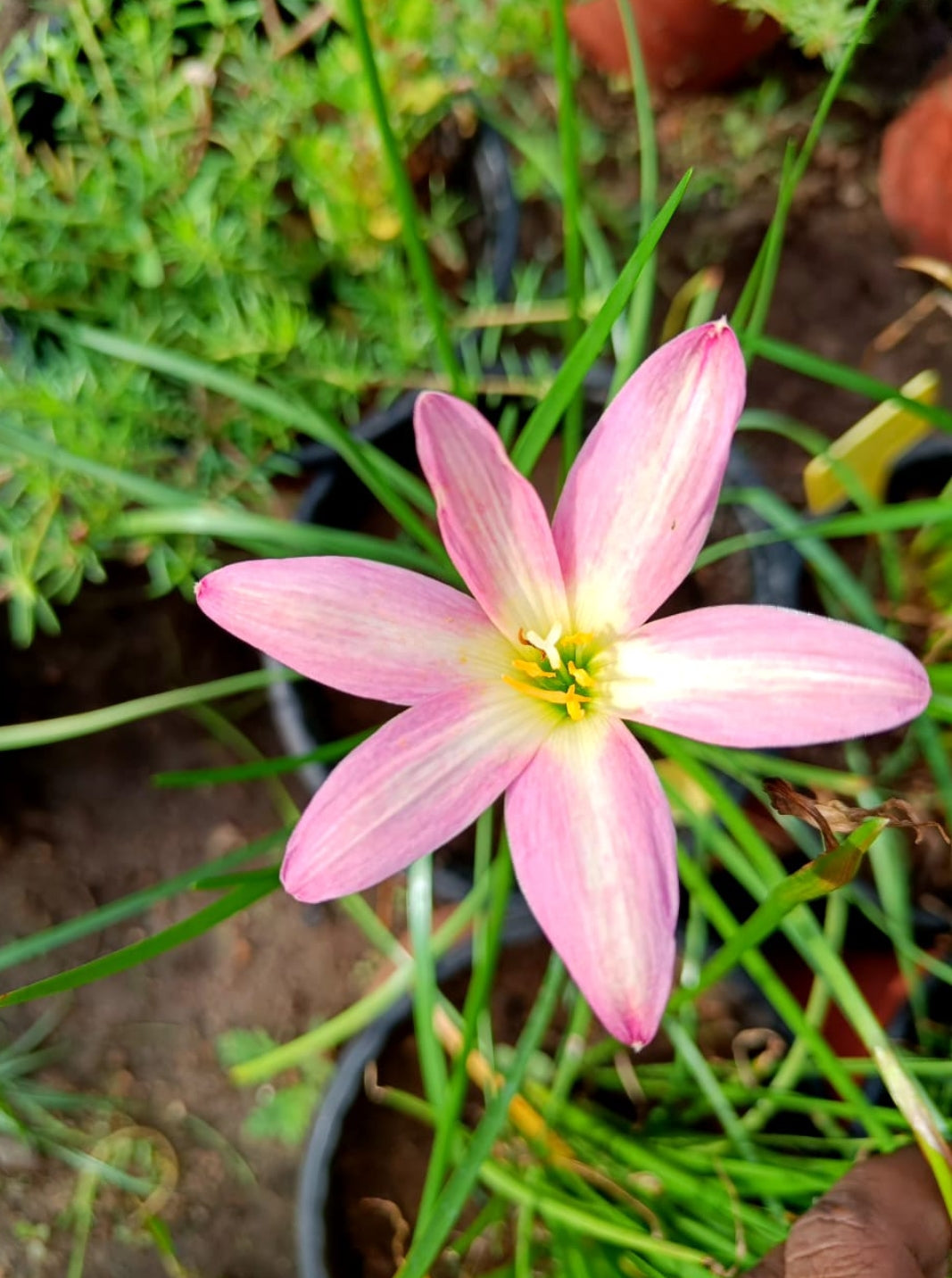seeds & bulbs rose Rose perfection Rain Lily seed bulb – ASHIYANA STORE