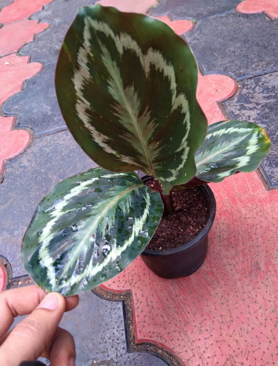 Calathea 3