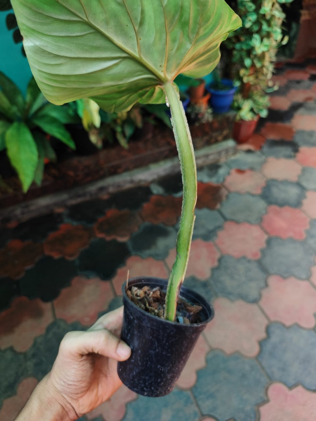 Philodendron Plowmani Plant (Semishade)