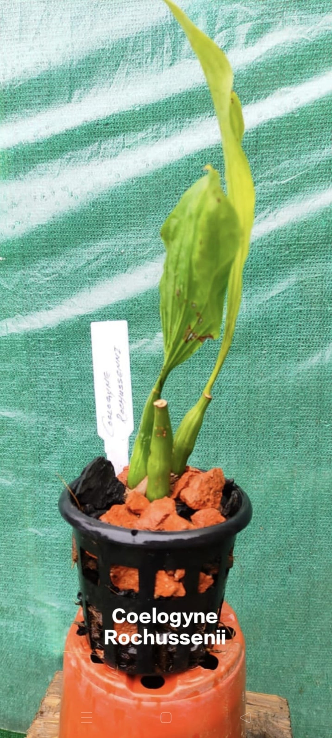 Coelogyne rochussenii (Ruffled Lip Coelogyne Orchid)