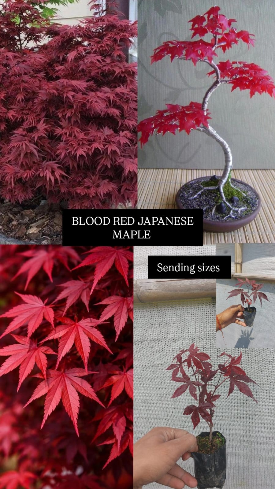 Bloodgood Japanese Maple Plant