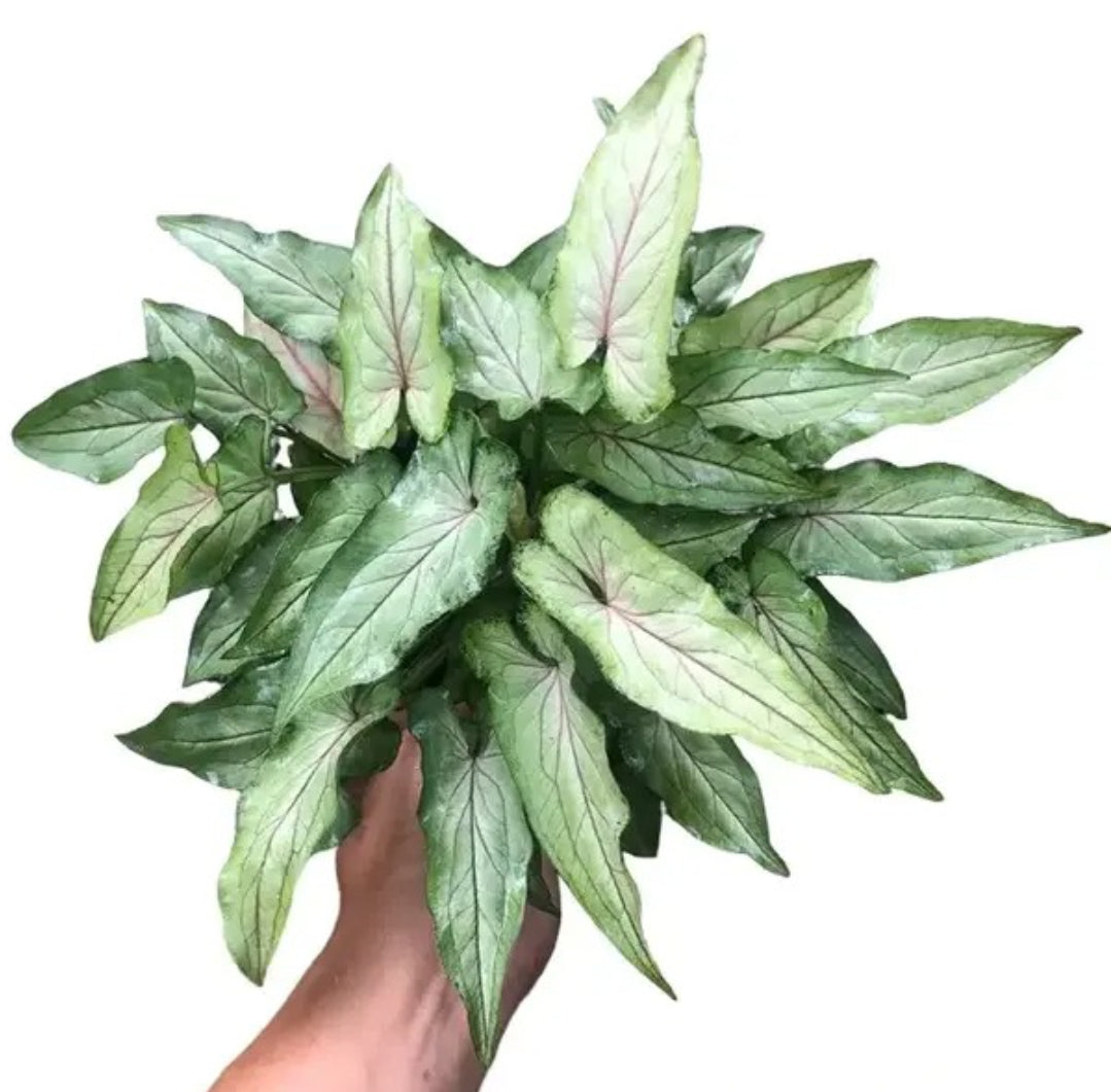 Syngonium Orm Manee plant Good