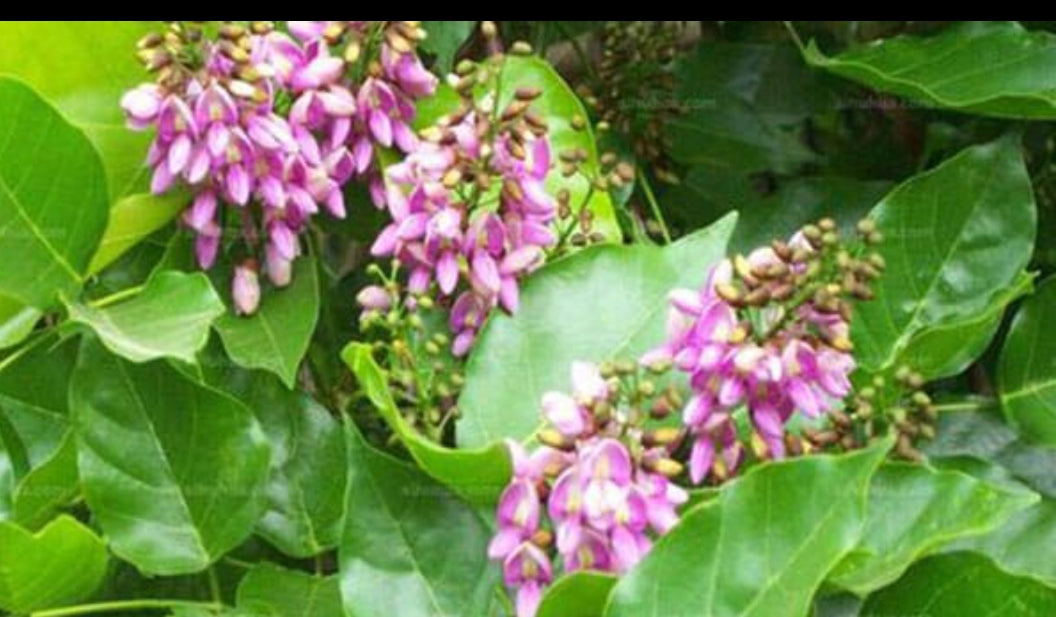 Pongam flowering tree plant