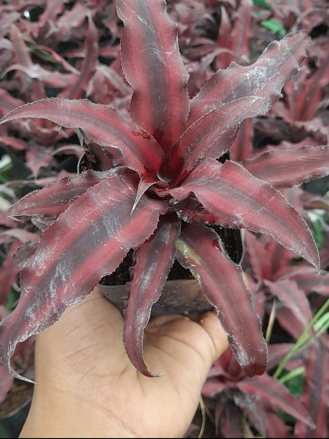Cryptanthus Varieties (Pack of 7)