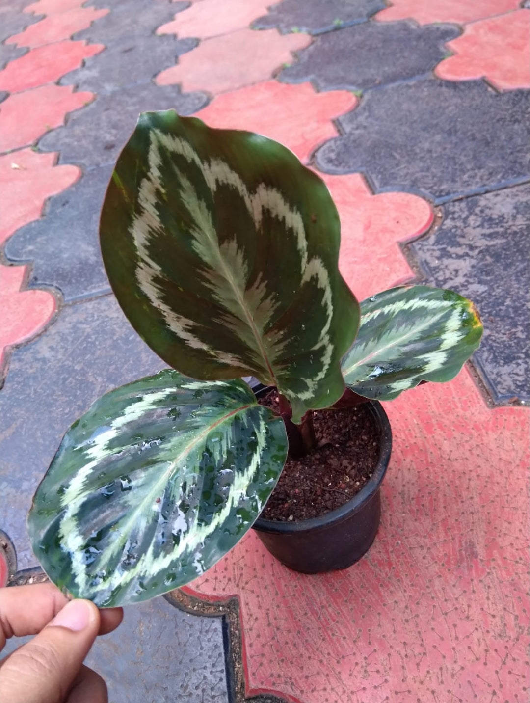 Calathea 3