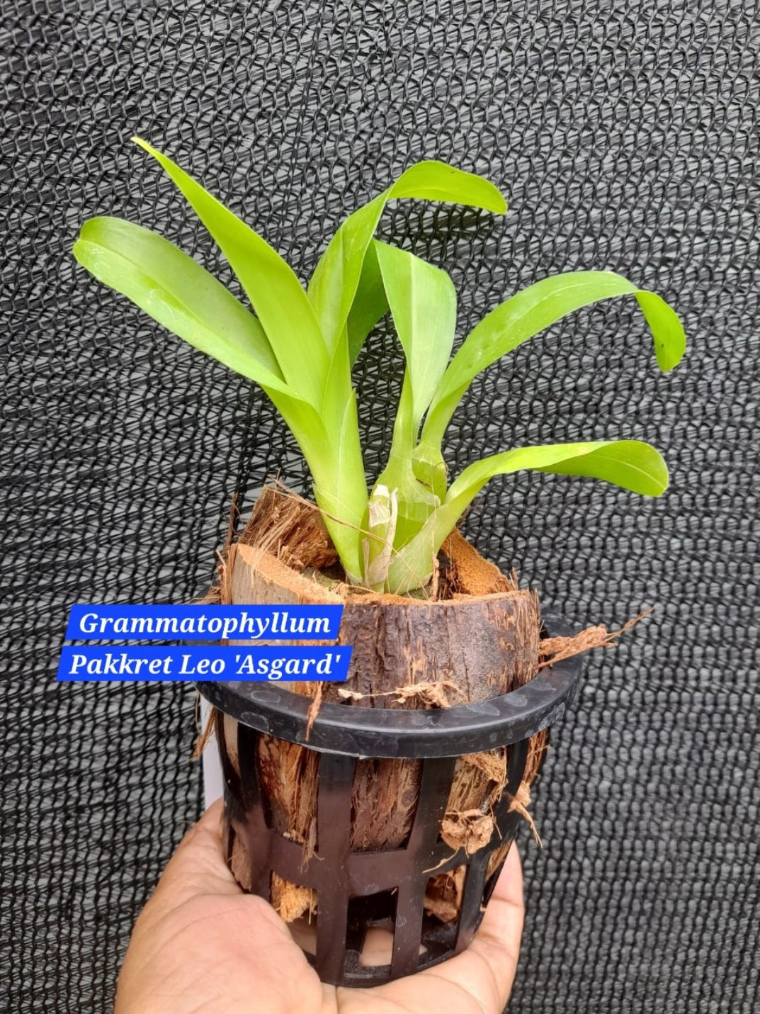 Grammatophyllum Orchid ( pack of 2)