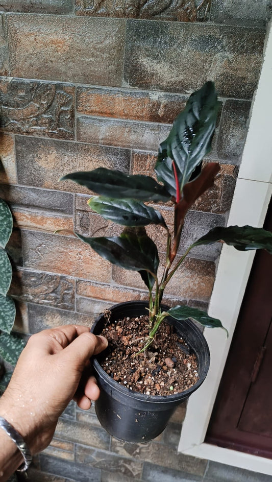 Philodendron rodospatha